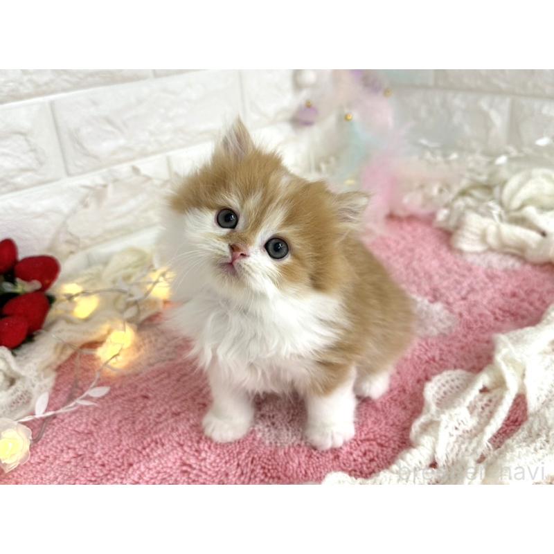 販売中の埼玉県のミヌエット-133960の6枚目