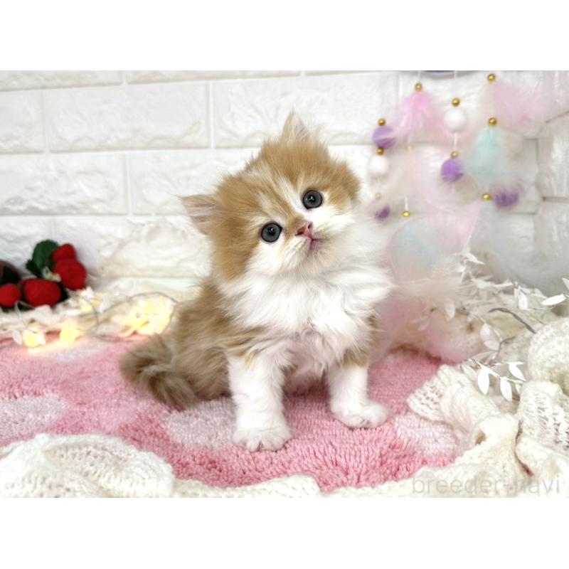 販売中の埼玉県のミヌエット-133960の5枚目