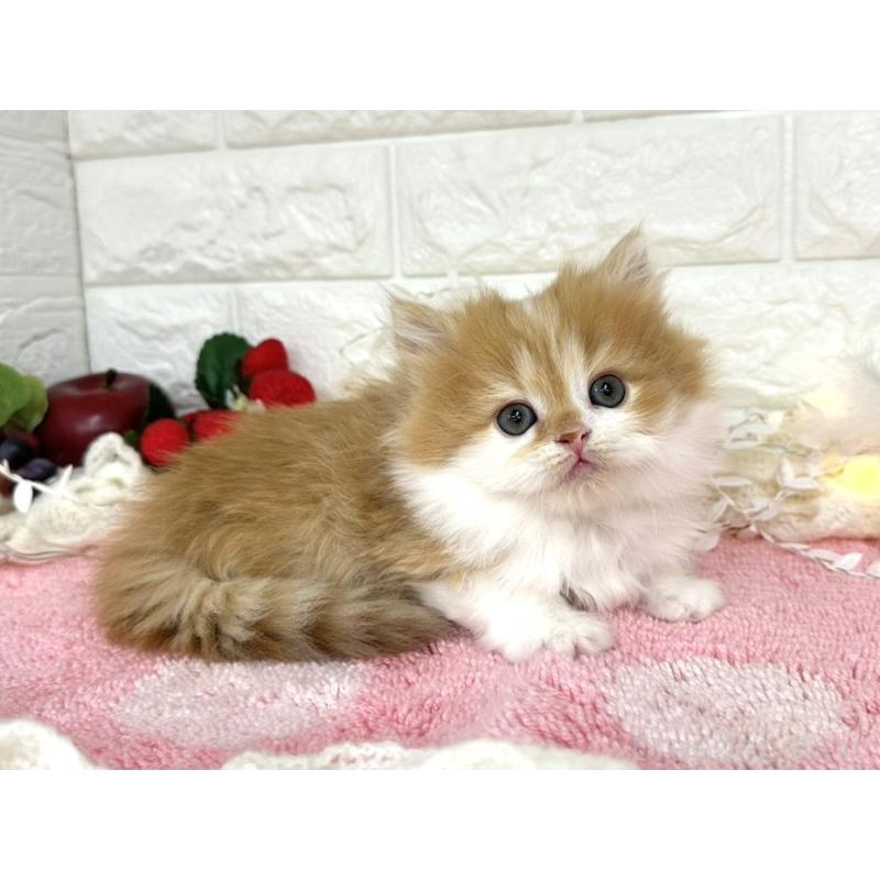 販売中の埼玉県のミヌエット-133960の4枚目