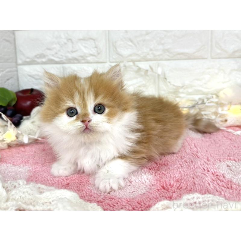 販売中の埼玉県のミヌエット-133960の3枚目