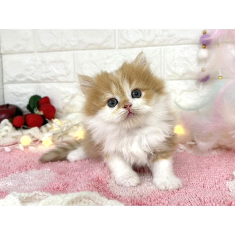 販売中の埼玉県のミヌエット-133960の2枚目