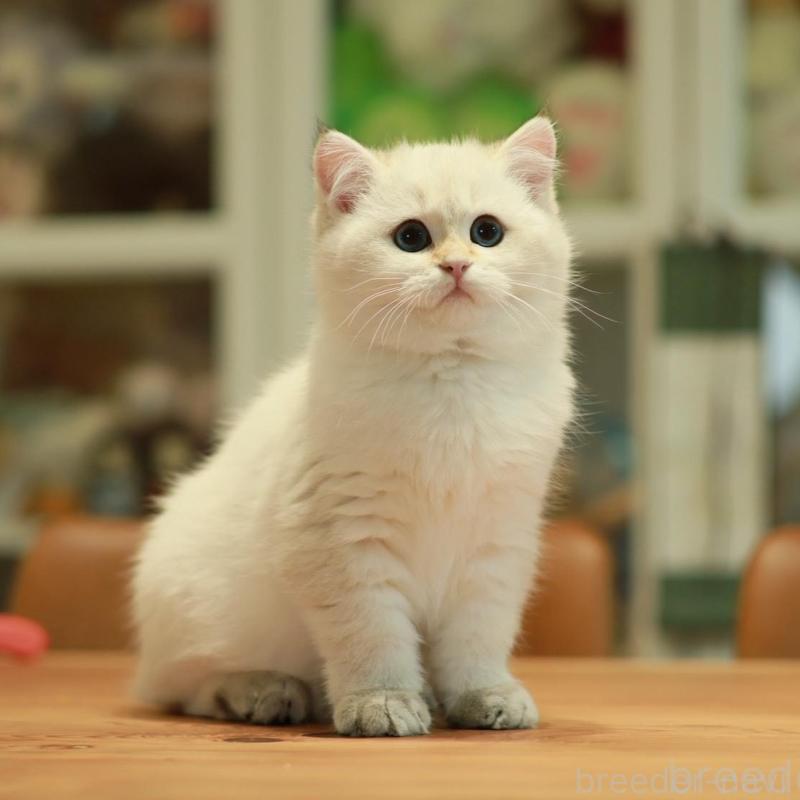 販売中ののブリティッシュショートヘア-133961