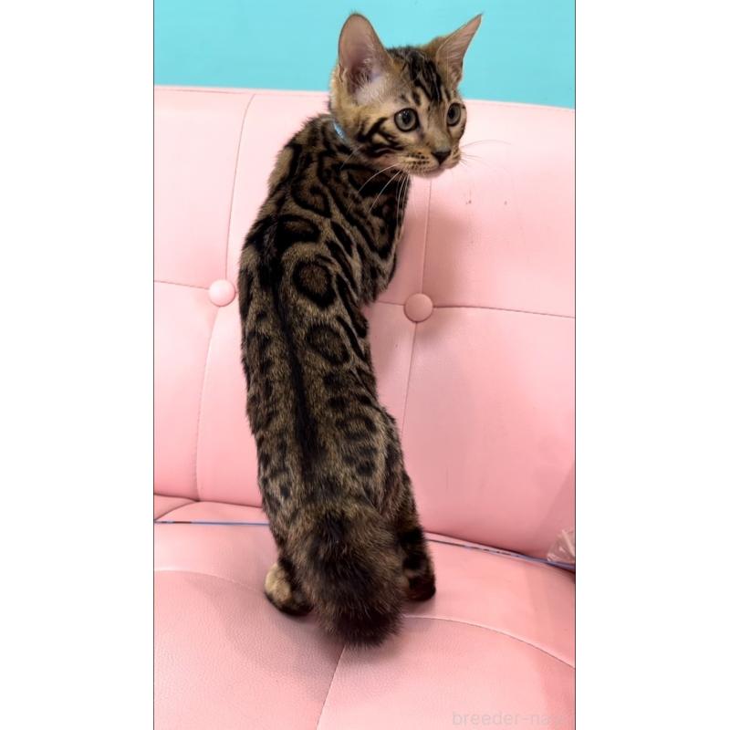 販売中の宮崎県のベンガル-133962の3枚目