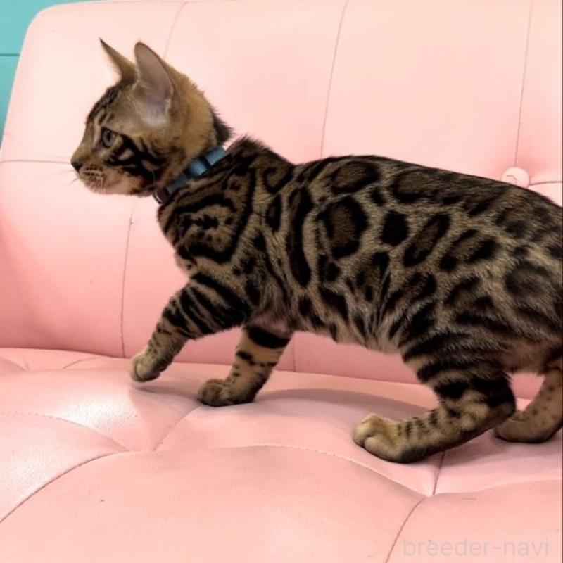 販売中の宮崎県のベンガル-133962の2枚目