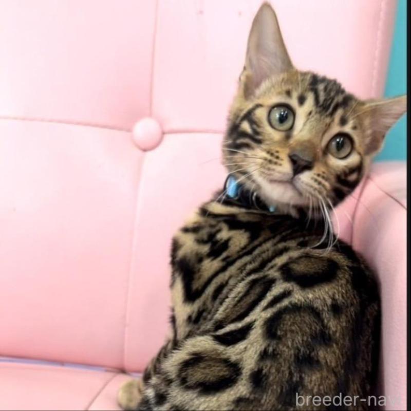 販売中の宮崎県のベンガル-133962の1枚目