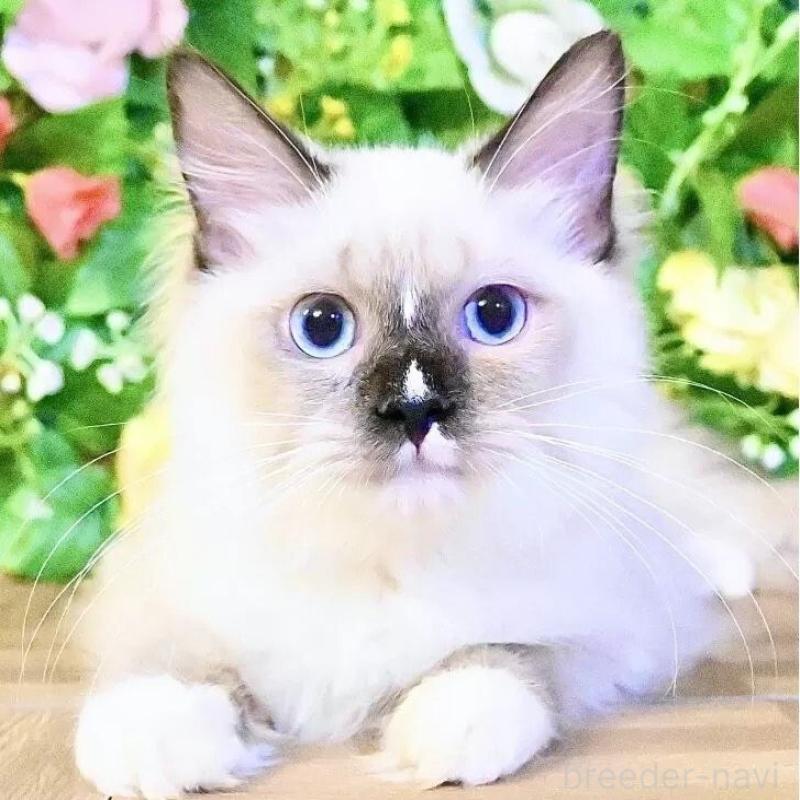 販売中の東京都のラグドール-133963の1枚目