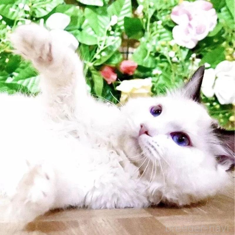 販売中の東京都のラグドール-133964