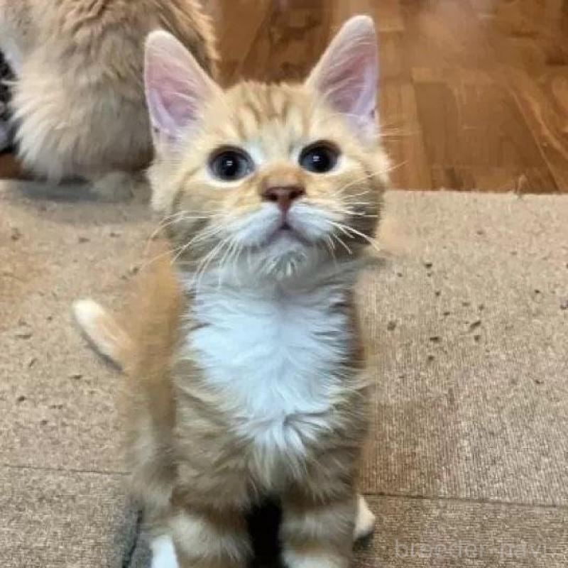 商談中の神奈川県のサイベリアン-133965の1枚目