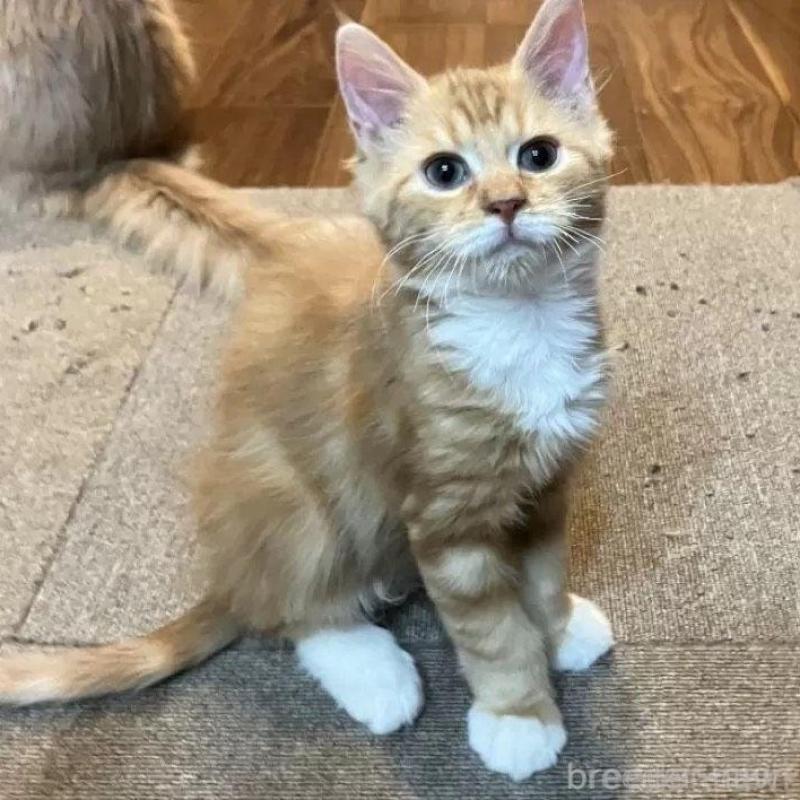 商談中の神奈川県のサイベリアン-133965の2枚目