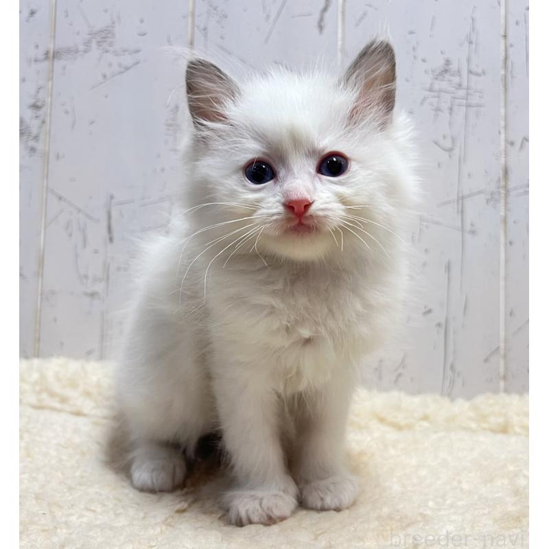 販売中の千葉県のラグドール-133966