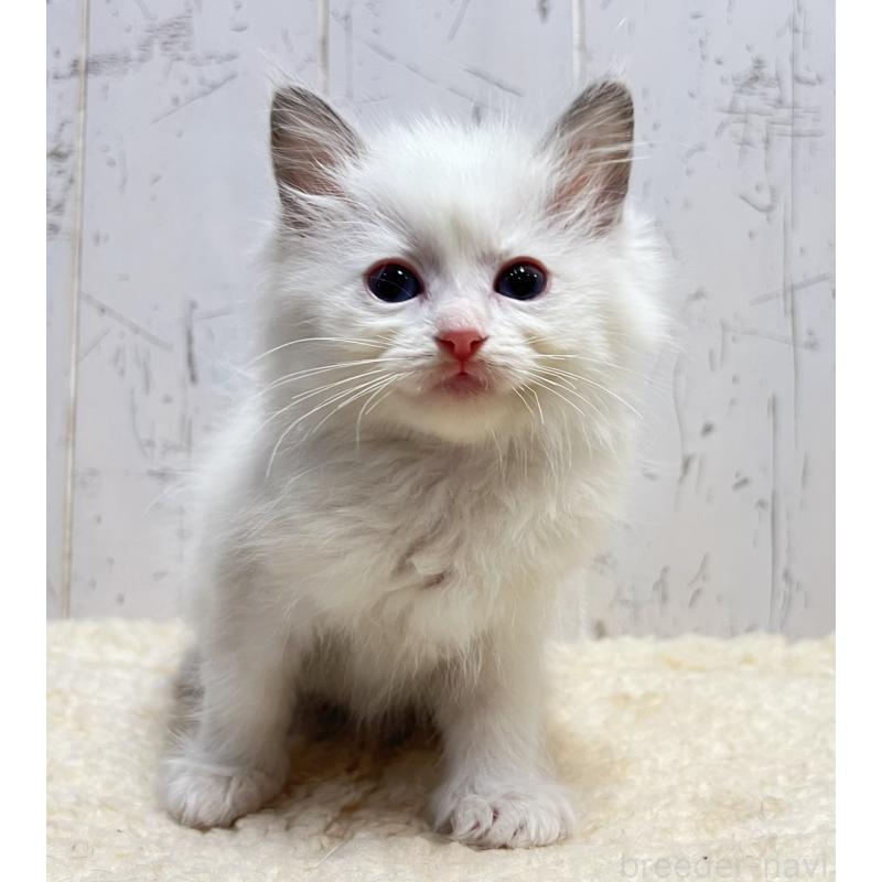 販売中の千葉県のラグドール-133966の5枚目