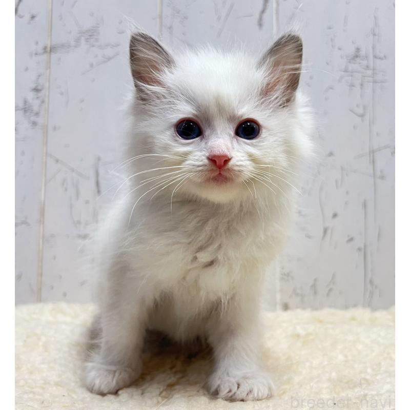 販売中の千葉県のラグドール-133966の4枚目