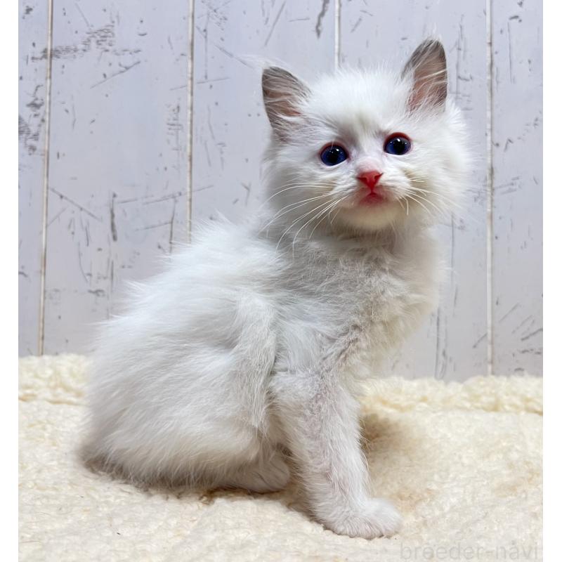 販売中の千葉県のラグドール-133966の3枚目