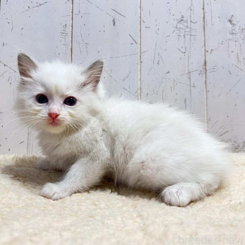 販売中の千葉県のラグドール-133966の2枚目