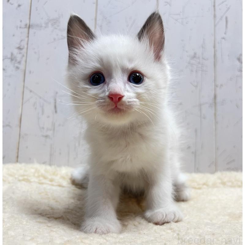 販売中の千葉県のラグドール-133967