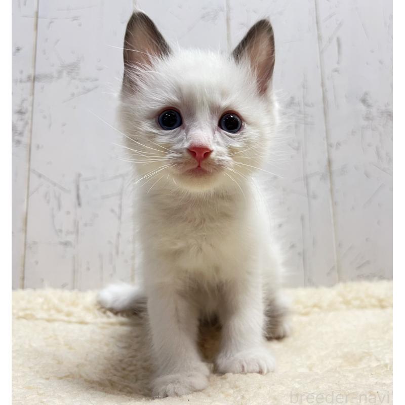 販売中の千葉県のラグドール-133967の5枚目