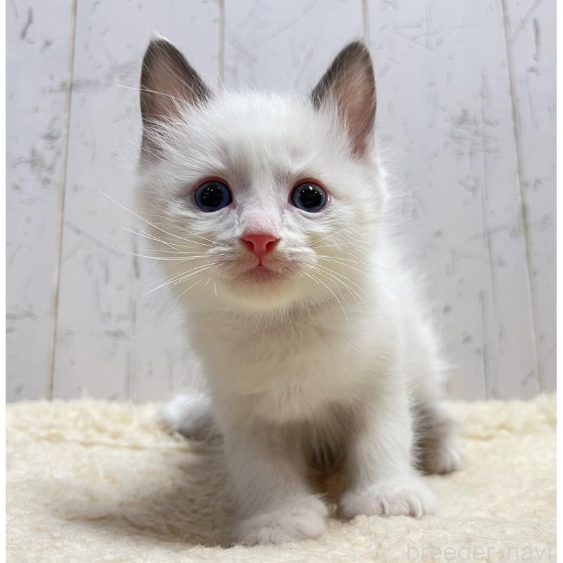 販売中の千葉県のラグドール-133967の4枚目