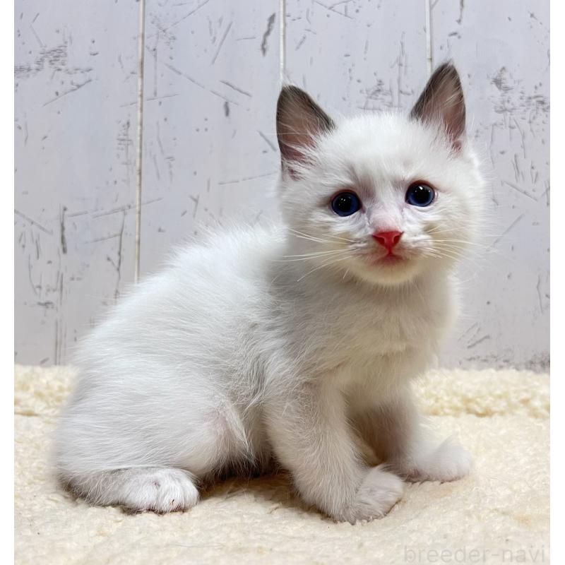 販売中の千葉県のラグドール-133967の3枚目