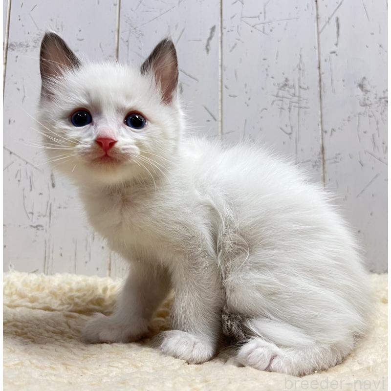 販売中の千葉県のラグドール-133967の2枚目