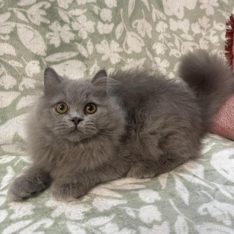 販売中ののブリティッシュロングヘア-133968