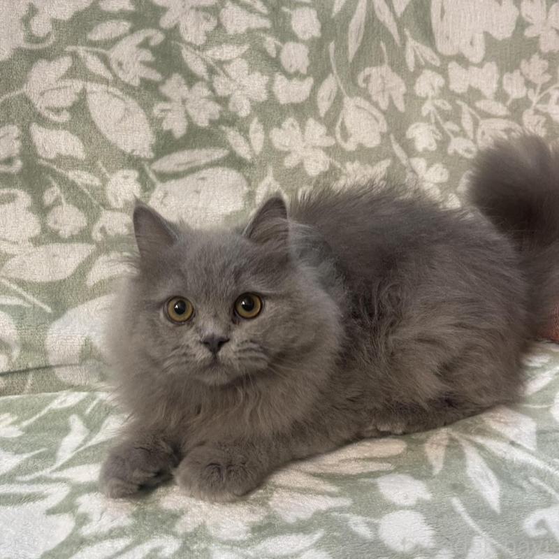 販売中の愛知県のブリティッシュロングヘア-133968の2枚目