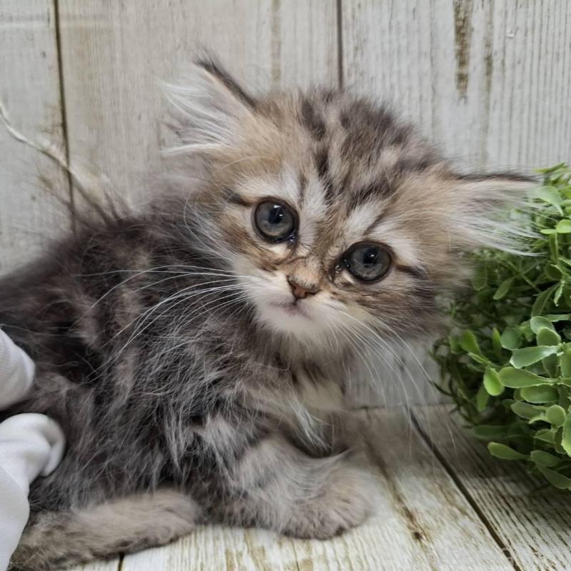 販売中の千葉県のミヌエット-133969