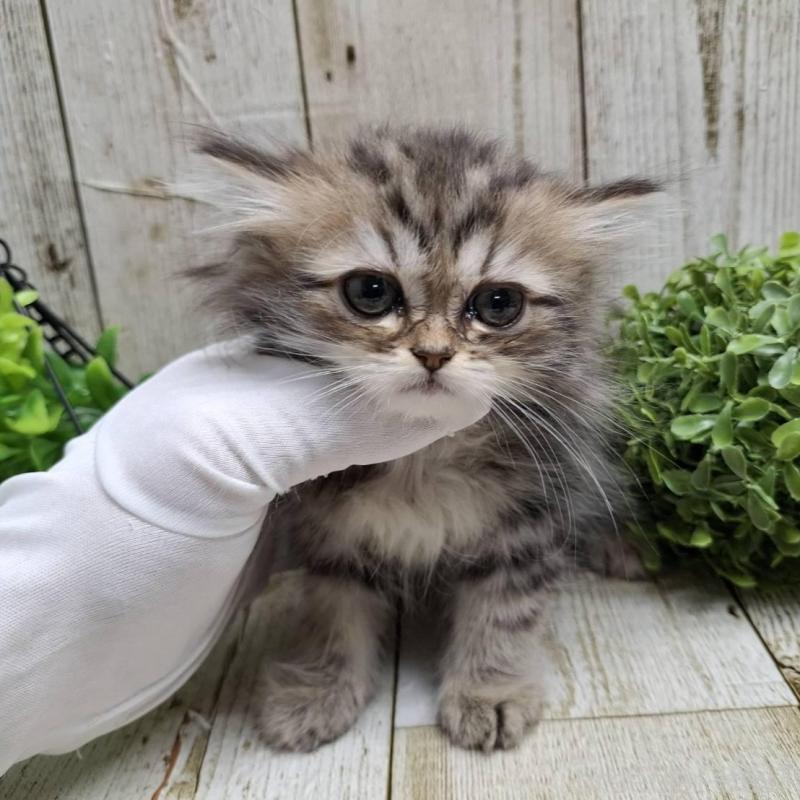 販売中の千葉県のミヌエット-133969の10枚目