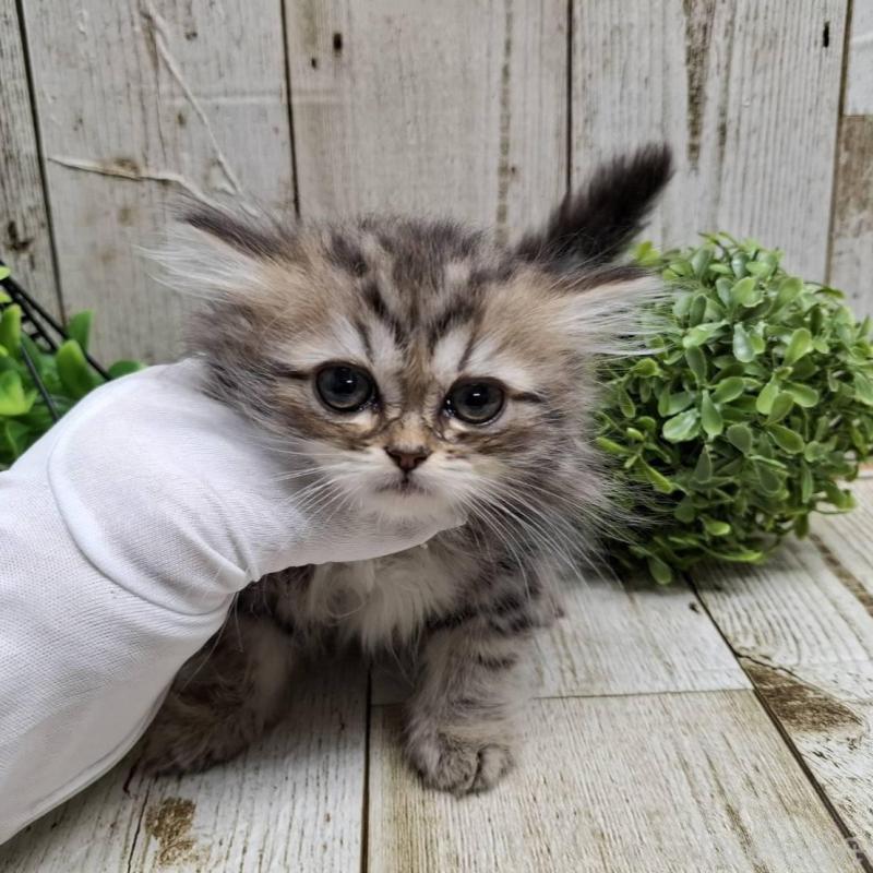 販売中の千葉県のミヌエット-133969の9枚目