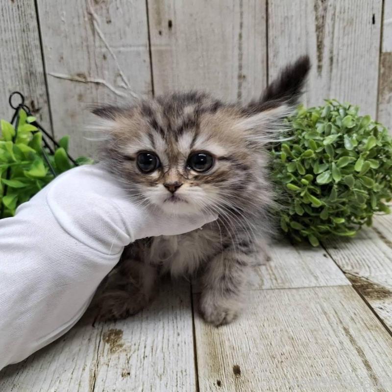 販売中の千葉県のミヌエット-133969の8枚目