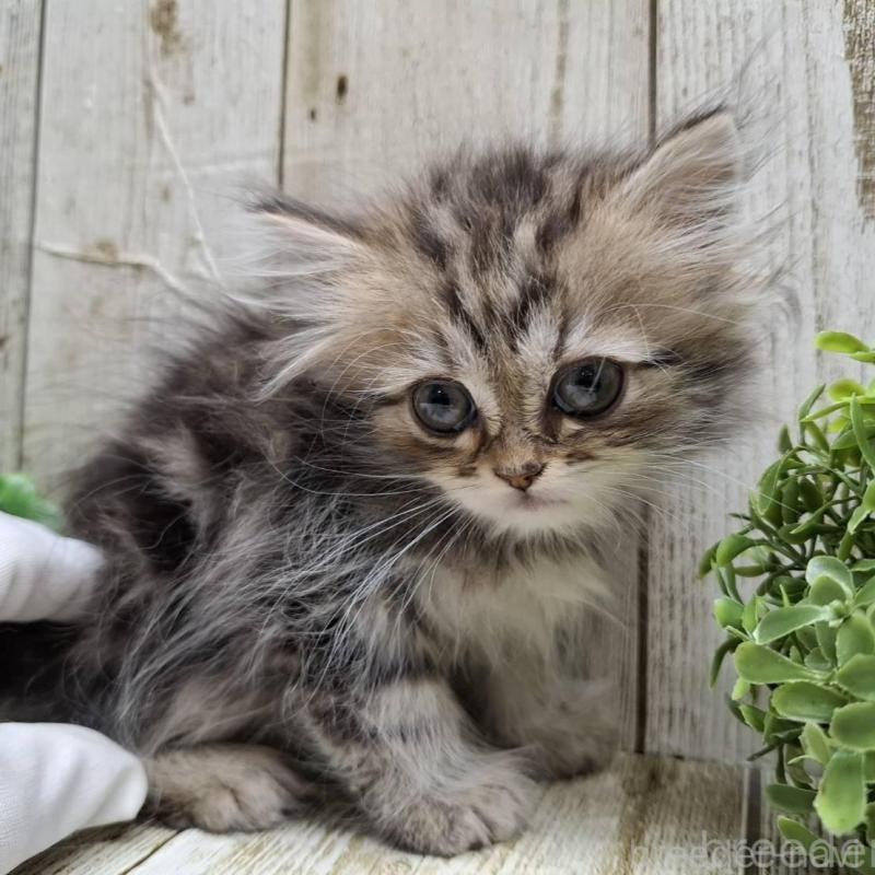 販売中の千葉県のミヌエット-133969の7枚目