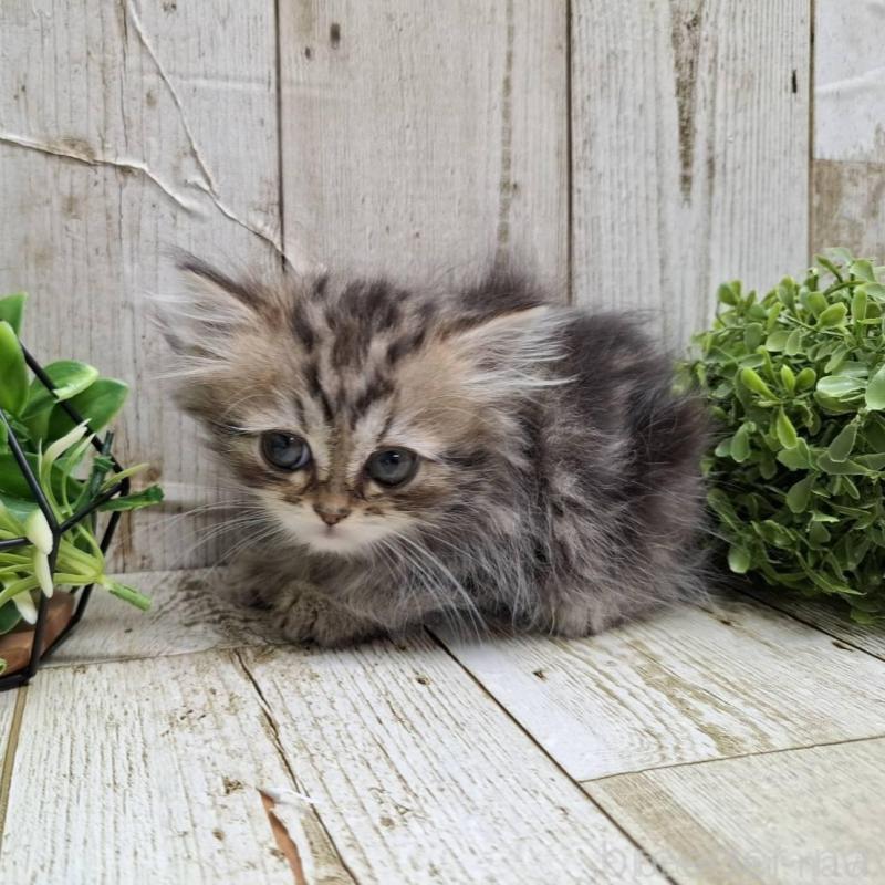 販売中の千葉県のミヌエット-133969の6枚目