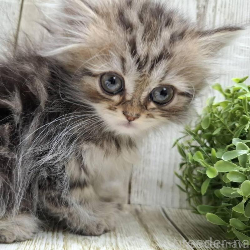 販売中の千葉県のミヌエット-133969の5枚目