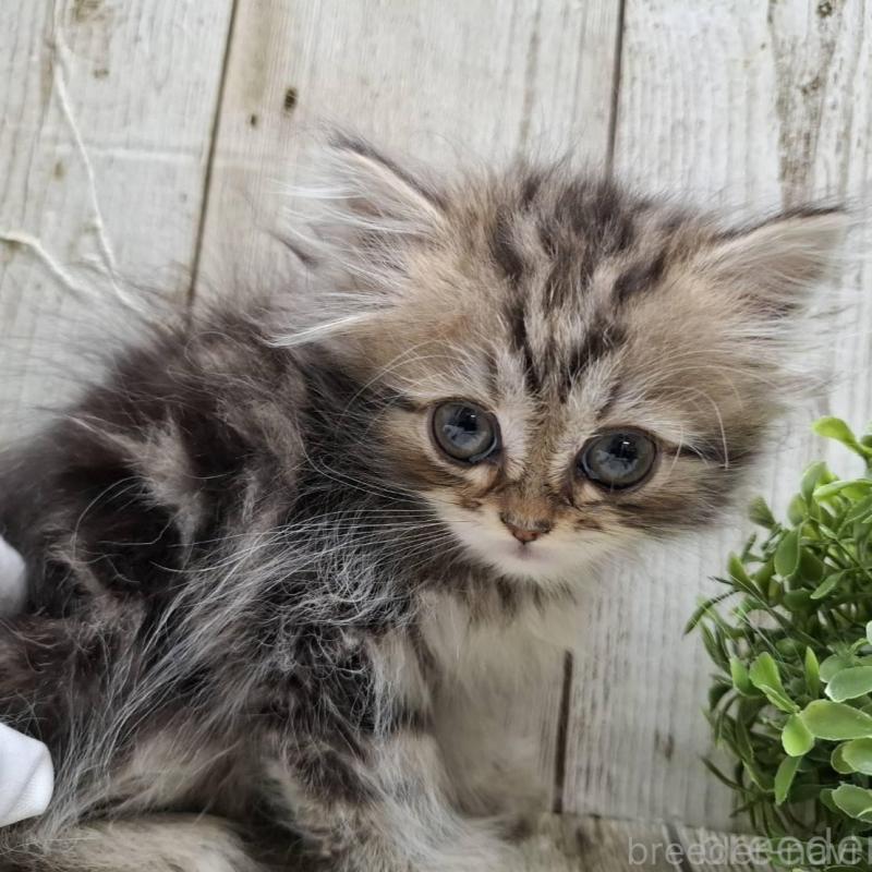 販売中の千葉県のミヌエット-133969の4枚目