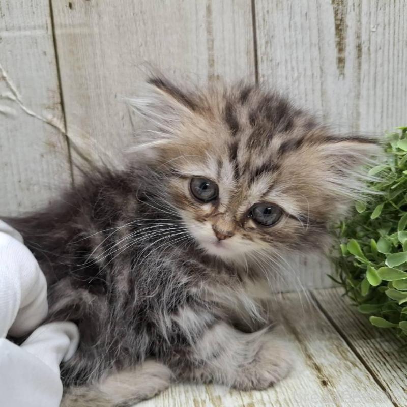 販売中の千葉県のミヌエット-133969の3枚目