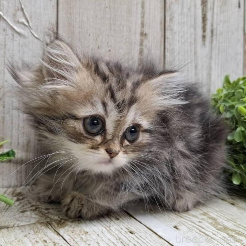 販売中の千葉県のミヌエット-133969の2枚目