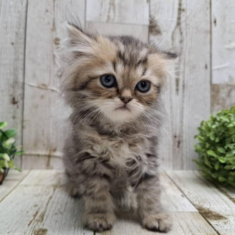 販売中の千葉県のミヌエット-133970の10枚目