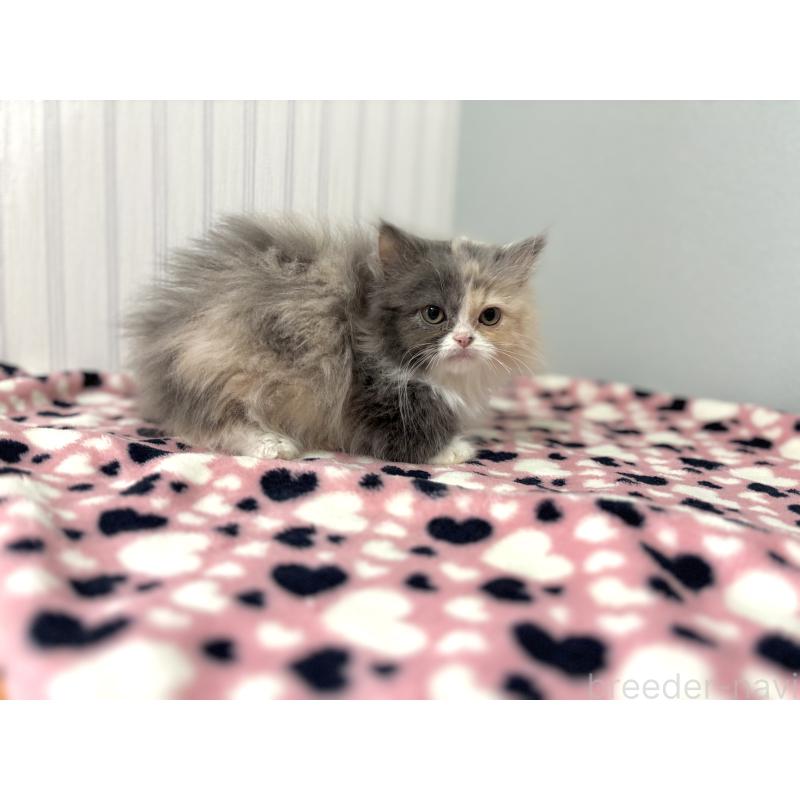 販売中の群馬県のミヌエット(短足)-132409の3枚目