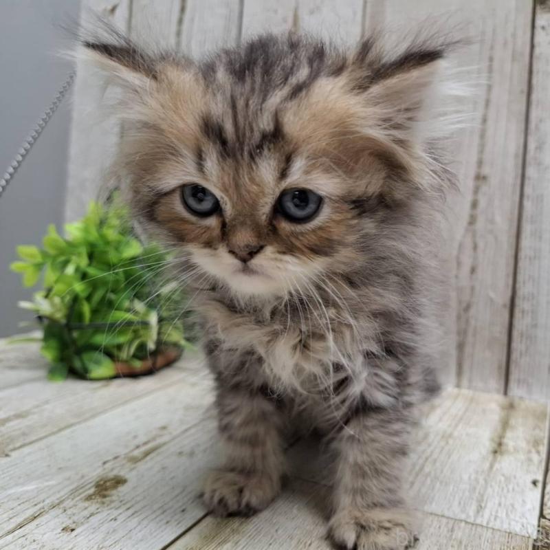 販売中の千葉県のミヌエット-133970の9枚目