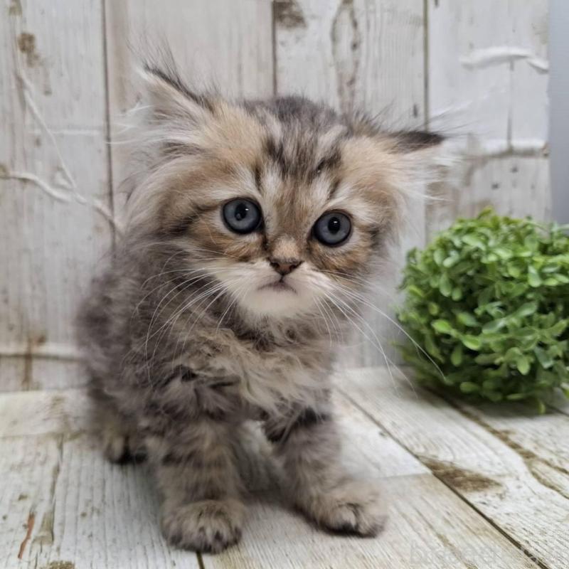 販売中の千葉県のミヌエット-133970の8枚目