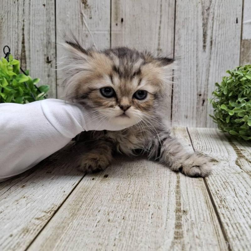 販売中の千葉県のミヌエット-133970の7枚目