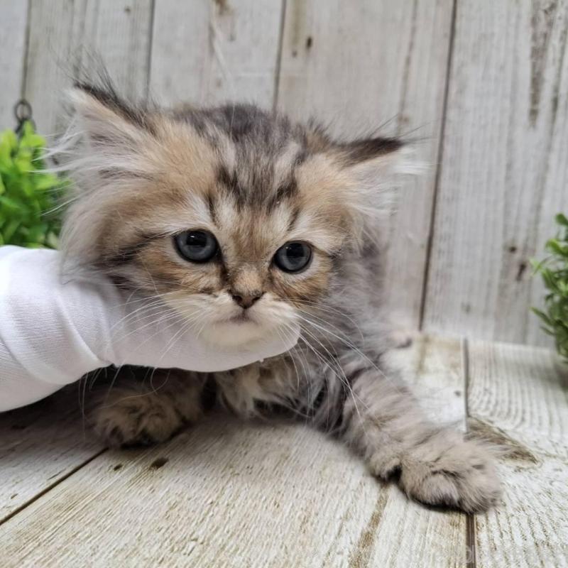 販売中の千葉県のミヌエット-133970の6枚目