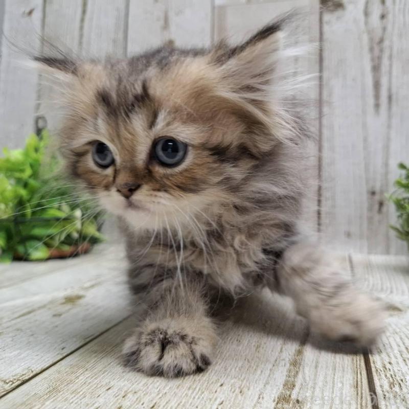 販売中の千葉県のミヌエット-133970の5枚目