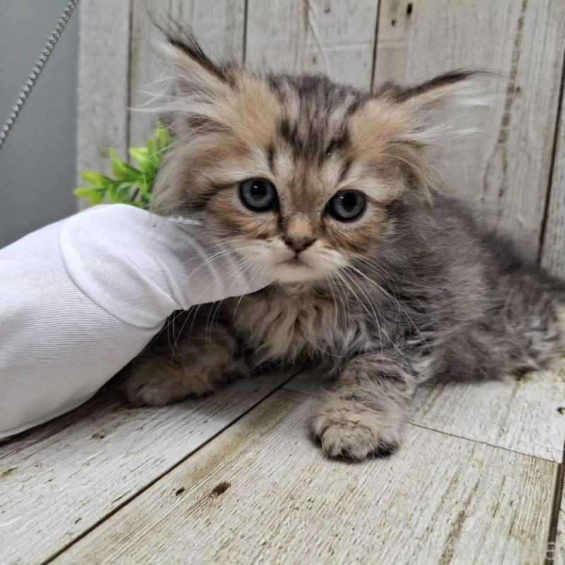 販売中の千葉県のミヌエット-133970の4枚目