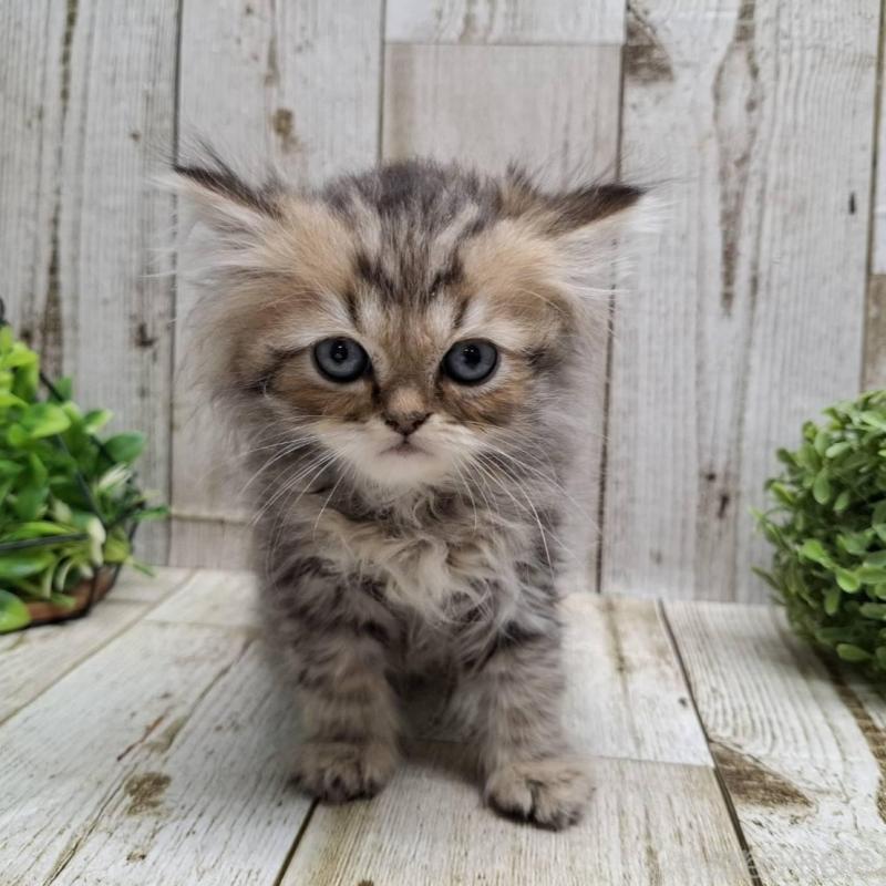 販売中の千葉県のミヌエット-133970の1枚目