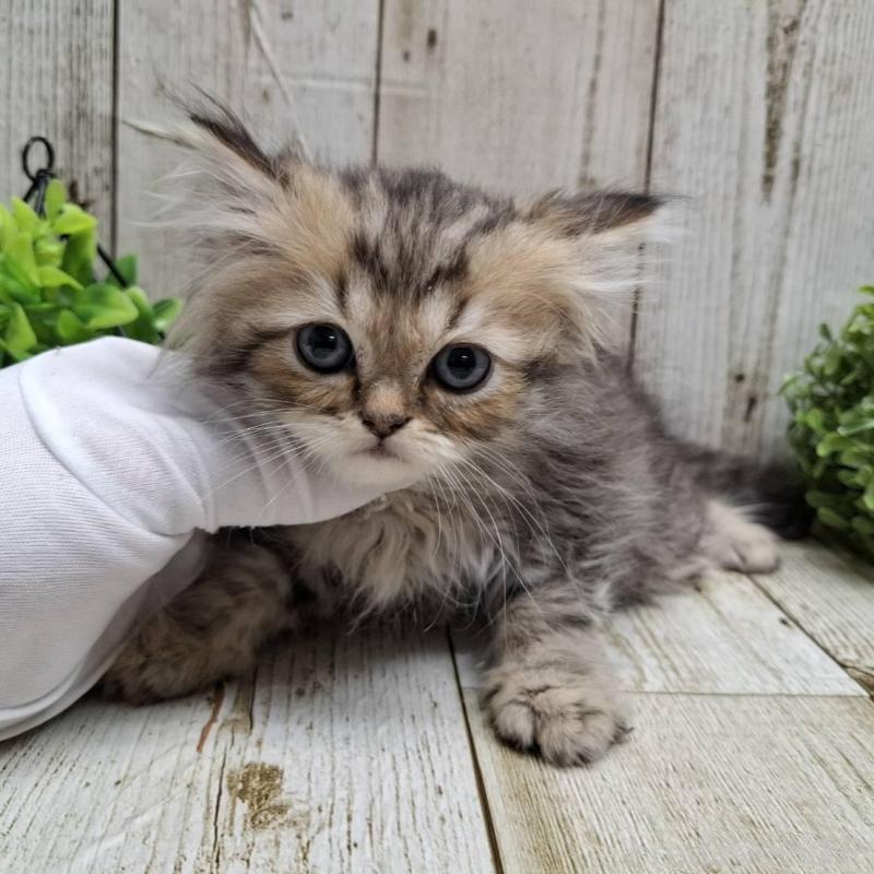 販売中の千葉県のミヌエット-133970の3枚目