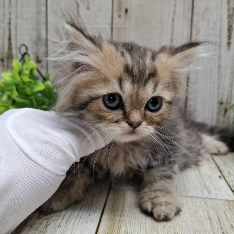 販売中の千葉県のミヌエット-133970の2枚目