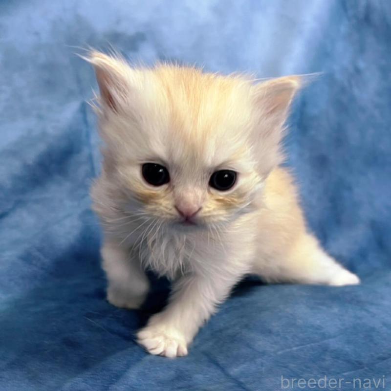 販売中の千葉県のサイベリアン-133971の11枚目