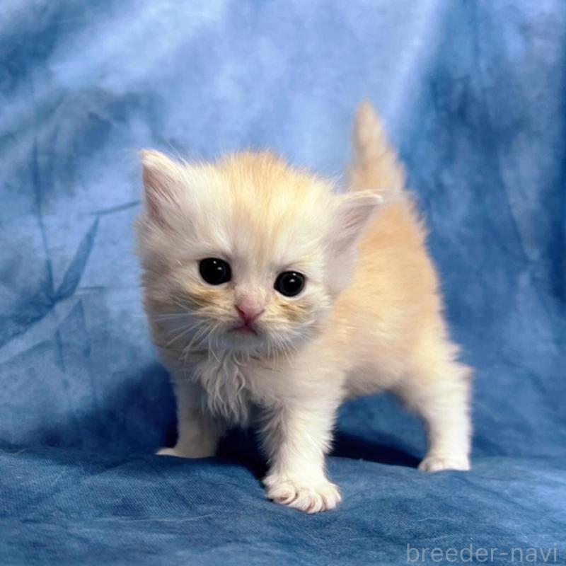 販売中の千葉県のサイベリアン-133971の10枚目