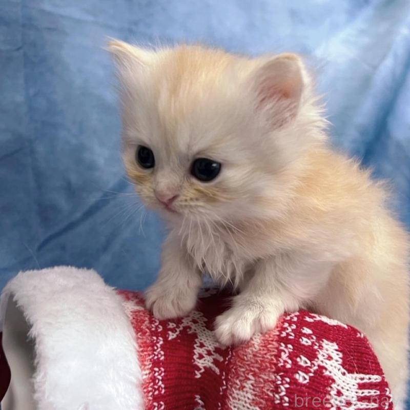 販売中の千葉県のサイベリアン-133971の9枚目