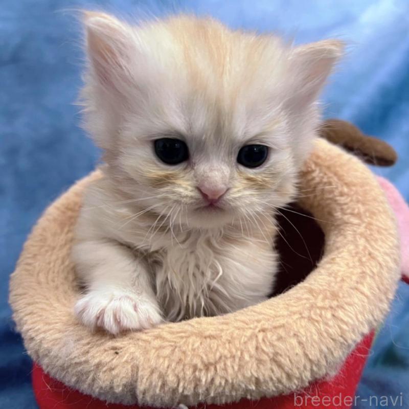 販売中の千葉県のサイベリアン-133971の8枚目